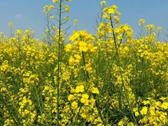 -中国天府农业博览园