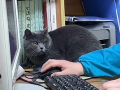 -pd派德宠物中心医院24H急重症·眼科中心·血液透析中心(嵩山北路店)