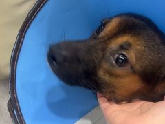 -瑞派宠物医院·犬猫全科·猫友好(宾水西道店)