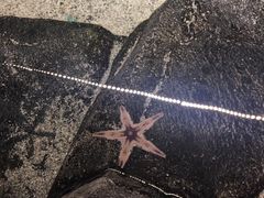 -迪拜水族馆及水下动物园