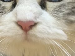 -瑞派名望24h动物医院异宠专科·猫专科·骨科·重症监护分院