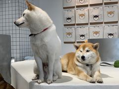 -柴务处·柴犬主题狗咖