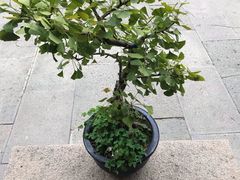 -无锡惠山寺