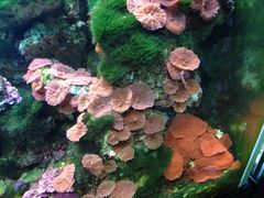 -御唐府海珊瑚主题餐厅