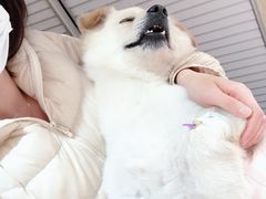 -爱侣·安琦尔宠物医院·中兽医针灸·心内科·狂犬免疫点(宝山区院)