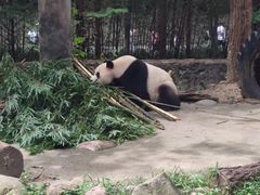 -都江堰中华大熊猫苑