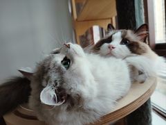 -贝来恩24H动物医院·转诊中心(稻香路店)