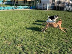 -趣玩宠物乐园寄养训犬训狗游泳池