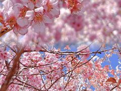 -古柏渡丰乐樱花园