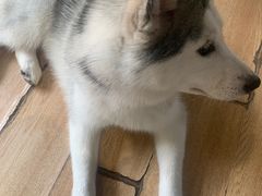 -Husky Go! 哈士奇体验馆·宠物咖啡厅狗咖