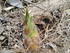 -上海佘山国家森林公园天马山园