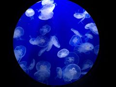 -成都浩海立方海洋公园