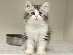 -lincat·猫舍(广州店)