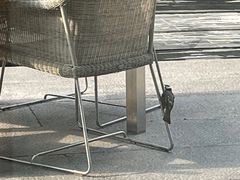 露天位-外滩悦榕庄·海怡西餐厅