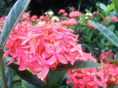 -东莞植物园