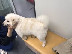 -爱侣宠医·鹦鹉专科·小型哺乳类·异宠专科(灵石路店)