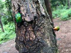 -铁山坪森林公园