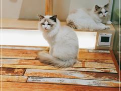 -酷豆宠物咖啡·宠物美食·撸猫馆