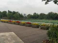 -新江湾城公园