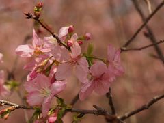 -天适樱花悠乐园