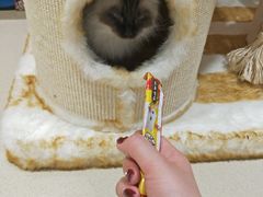 -藏猫猫咖啡主题馆(中央大道店)