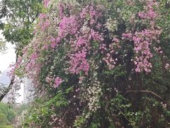 -深圳国际园林花卉博览园