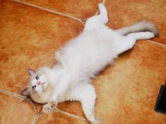 -莱姆星桌游·拼豆·团建