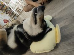 -柴迷FANS CLUB·柴犬狗咖·猫咖