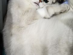 -伟伟宠物医院·CT影像中心·瑞派犬猫综合性门诊(汉口总院)
