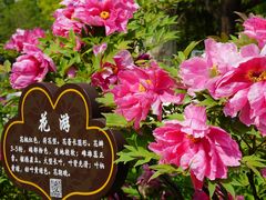 -洛阳市隋唐城遗址植物园