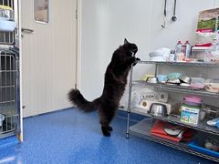 -爱诺耐芙动物医院(万博店)