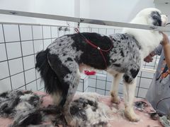 -猫狗日记·自助洗护·宠物寄养·售卖