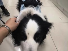 -利又安动物医院··老年病·猫科犬科·中兽医