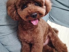 -FAELING PETS美天灵宠物(富力广场店)