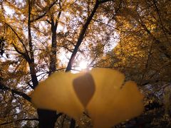 -四川大学(华西校区)