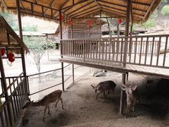 -栾川竹海野生动物园