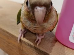 -吉丁鸟咖·异宠·寄养