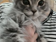 -楼上猫咖(罗湖店)