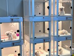 -翊宠yipet猫狗购宠庄园犬舍•猫舍