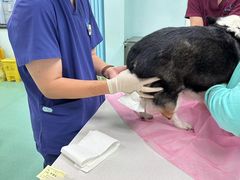 -北京观赏动物医院·24小时大型综合·猫专科·异宠专科