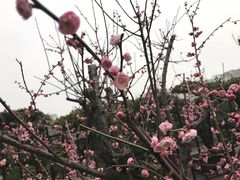 -宋庆龄陵园