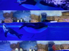 -海合安成都极地海洋公园