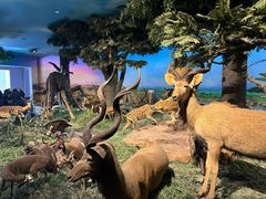 -国家自然博物馆