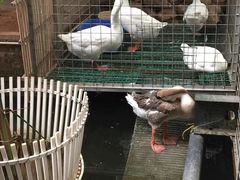 -鹅城