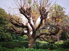 -墨尔本皇家植物园