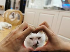 -momokira米努特·德文卷毛猫·棉花面纱犬