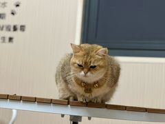 -唐小姐の私宠·宠物洗护美容·撸猫馆·购宠(周浦万达旗舰店)