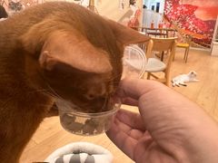 -Let's go狗咖·猫咖·奶狗·桌游(春熙路IFS店)