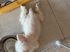 -心仪动物医院·牙专科·肿瘤·心脏科(西客站院)