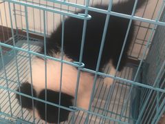 -翊宠yipet猫狗购宠庄园犬舍•猫舍